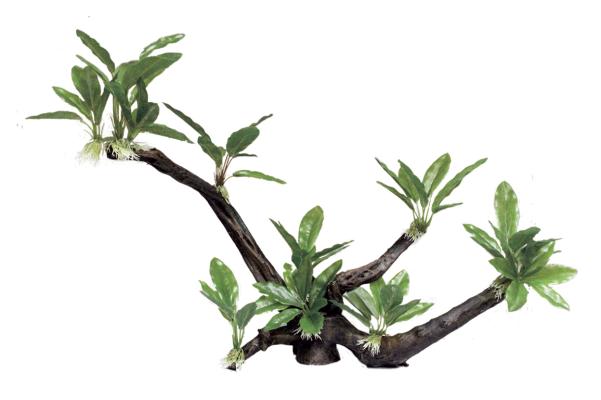 Декоративная композиция ArtUniq Branched Driftwood With Anubias lanceolata XL