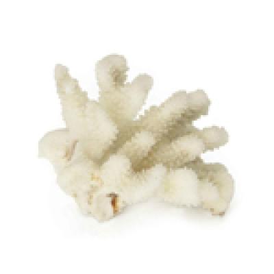 Натуральный коралл  UDeco Finger Coral S