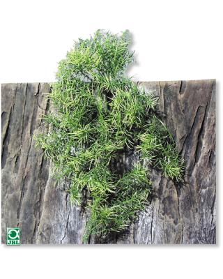 Искусственное растение для террариума JBL TerraPlanta Casuarina 50см